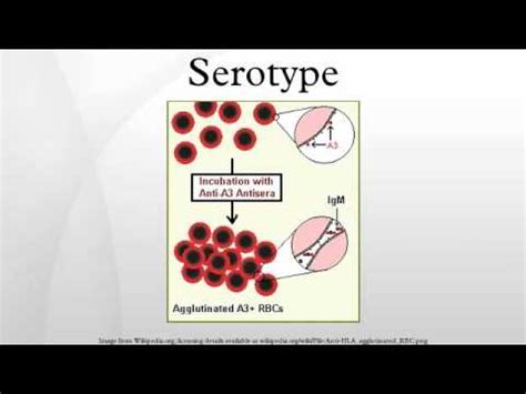 Serotype - YouTube