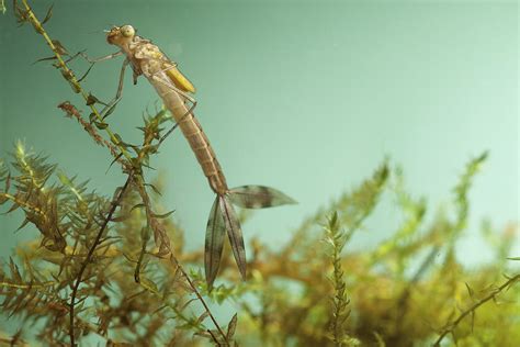 Damselfly Larvae Photograph by Dirk Ercken - Pixels