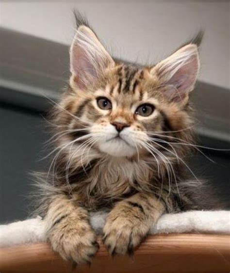 Maine coon personality traits – Artofit