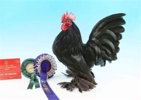 6 BLACK BOOTED Bantam (sabelpoot, sablepoot) hatching eggs. £6.00 ...