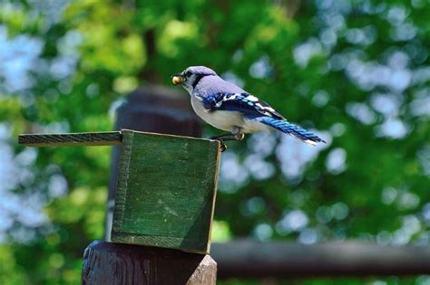 How To Attract Blue Jays: 4 Essentials That'll Entice Jays to Your Yard ...