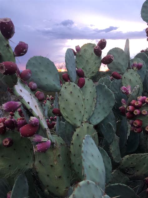 Some pricklies before a storm : cactus