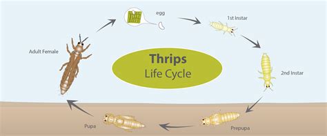 onion thrips life cycle - Charline Fuqua