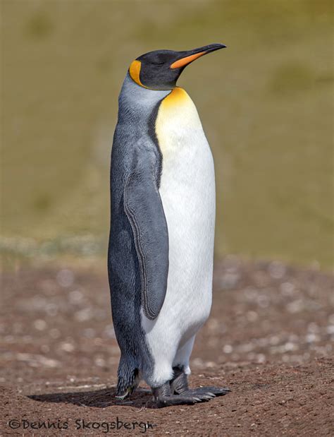 Falkland Islands - Dennis Skogsbergh PhotographyDennis Skogsbergh Photography