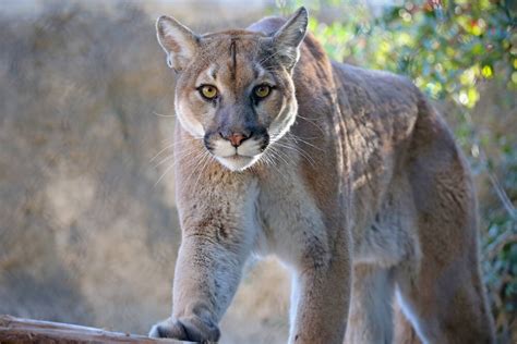 Policía advierte sobre un puma en Santa Rosa