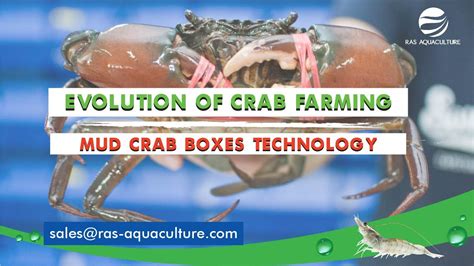 From Traditional Ponds to Modern Boxes: The Evolution of Mud Crab ...