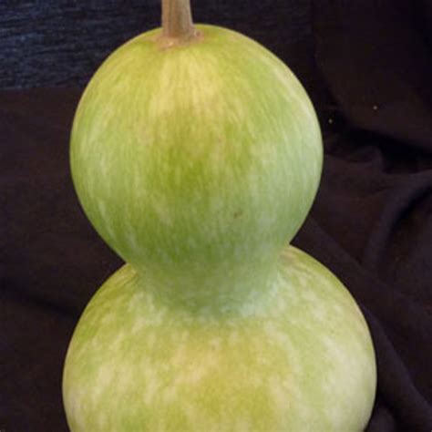 Birdhouse Bottle Gourd Seeds 1/4 LB Bulk ~632 Seeds - Non-GMO, Heirloom, Open Pollinated ...