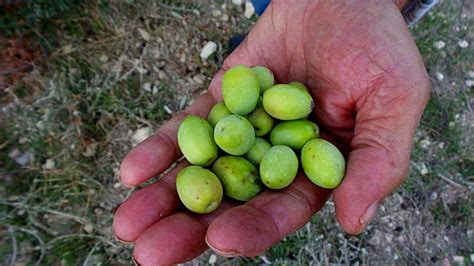 Olive Harvest | Food Heritage Foundation