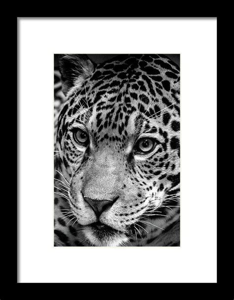 Jaguar in Black and White Framed Print by Steven Jones | Framed prints, Black and white, In ...