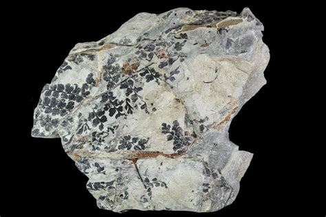 5.5" Pennsylvanian Fossil Fern (Sphenopteris) Plate - Kentucky (#112935) For Sale - FossilEra.com