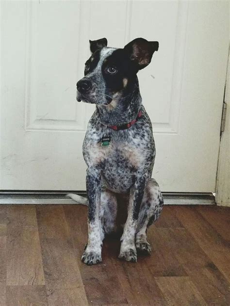 Blue Heeler Boxer Mix Dog, Boxer-Heeler mix | Dog breeds, Heeler mix, Heeler - She's got pretty ...