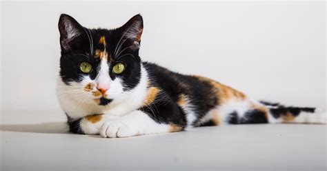 Here's What to Know About Your Calico Cat's Health | PawTracks