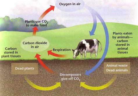 The Carbon, Oxygen, Nitrogen, and Water Cycles - THe Arctic