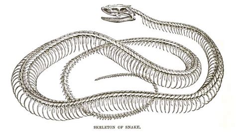 Snake Skeleton - Learn About Nature