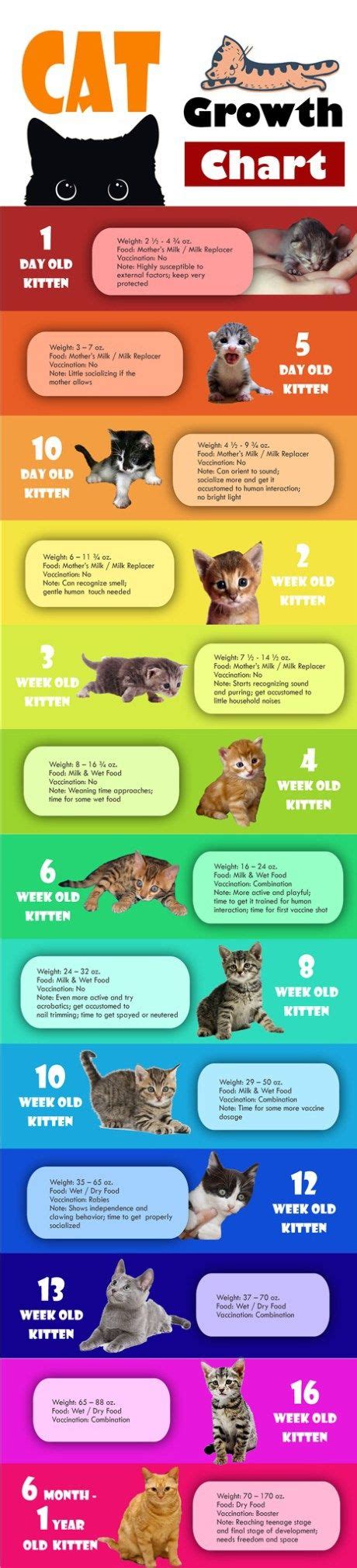 [Infographic] Kitten Cat Growth Chart by Age, Weight and Food | Kitten ...