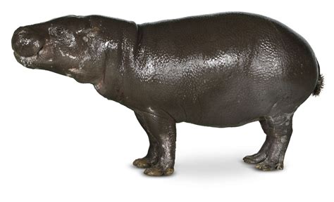 Pygmy Hippo Facts | Pygmy Hippopotamus Size | DK Find Out