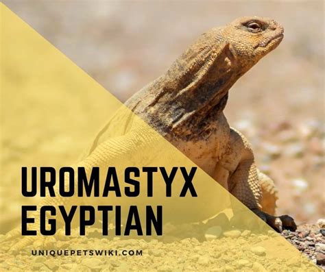 Uromastyx Egyptian: Species Profile, Prices, Basic Care