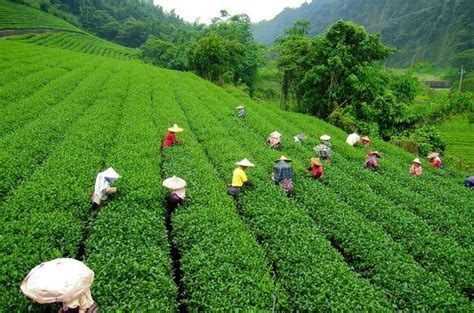 Happy Valley Tea Estate - Darjeeling - Connecting Traveller