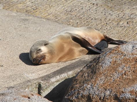 Seals in the water and out - Australian Wildlife Secrets Magazine