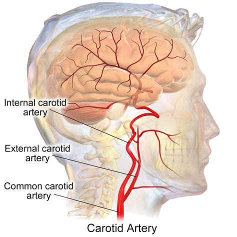 Carotid Duplex Scan — Dr. Mohin, MD