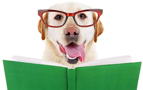 The Best Fiction Books with Dogs for Dog Lovers of All Ages