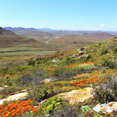 Namaqua National Park: A Natural Haven for Adventure Seekers and Nature Lovers - TooLacks