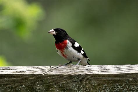 Rose-Breasted Grosbeak Cardinal - Free photo on Pixabay - Pixabay