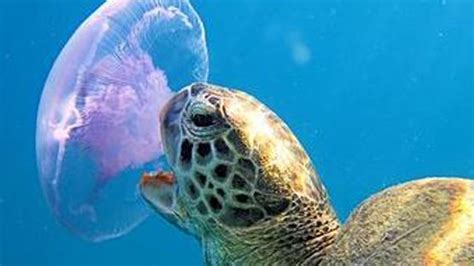 Sea Turtle Eating Jellyfish Gif