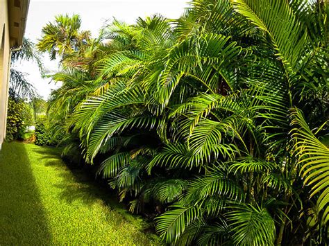 Areca Palm Trees For Sale Online | The Tree Center