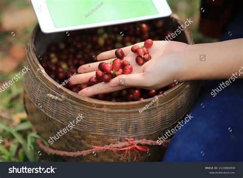 Plant Disease Coffee Bean Farm Researchercoffee Stock Photo (Edit Now) 2110060958