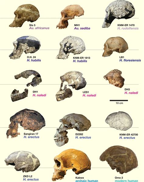 Le petit cerveau étonnamment complexe d’ Homo naledi | Radio-Canada.ca