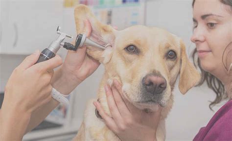 Dog Ear Problems - TECA Surgery may help | SurgiPet, Carlsbad, CA