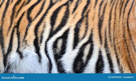 Bengal Tiger Fur Stock Images - Image: 34943234