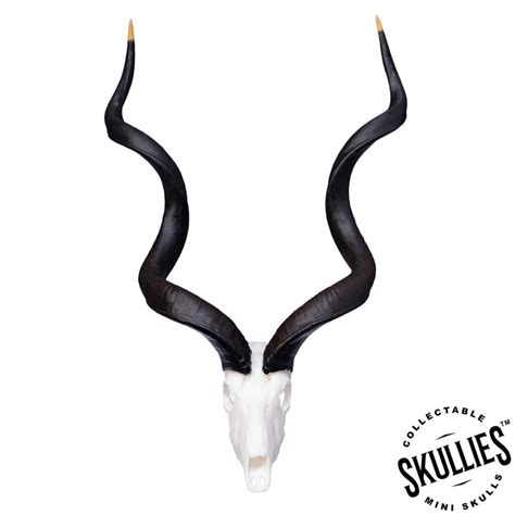 SKULLIES - Miniature Kudu Skull (1/6th) — Skulls Unlimited International, Inc.