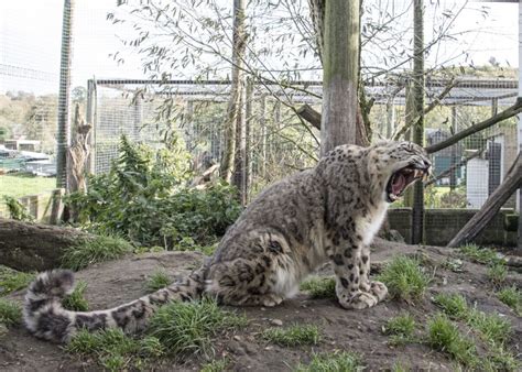 Things To Do Near Anna Maria Island: Big Cat Habitat