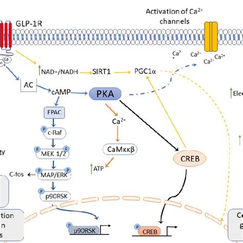 GLP-1 receptor activation induces several second messenger cell ...