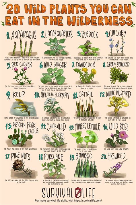 20 edible wild plants you can forage for survival – Artofit