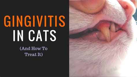 Cat Tooth Abscess Treatment At Home | Review Home Co