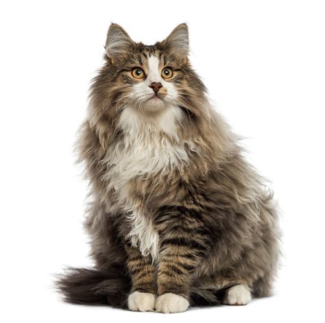 12 Fluffiest Cat Breeds that are Purrfect for Cuddles I Discerning Cat