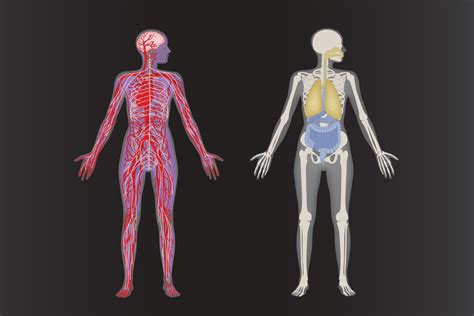 Inside The Living Body Worksheet