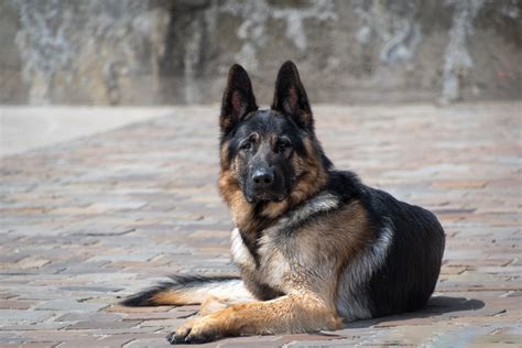 Dog, German Shepherd, Pet Free Stock Photo - Public Domain Pictures