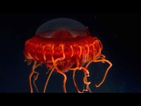 Facts: The Deep-Sea Crown Jellyfish (Atolla) - YouTube