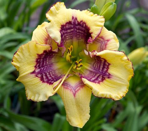 Lewis Daylily Garden: A visit with daylily hybridizer, Di DeCaire.