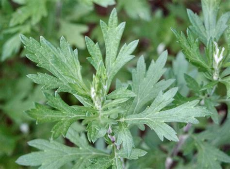 Common Mugwort – 7/12/20 – Sharon Friends of Conservation