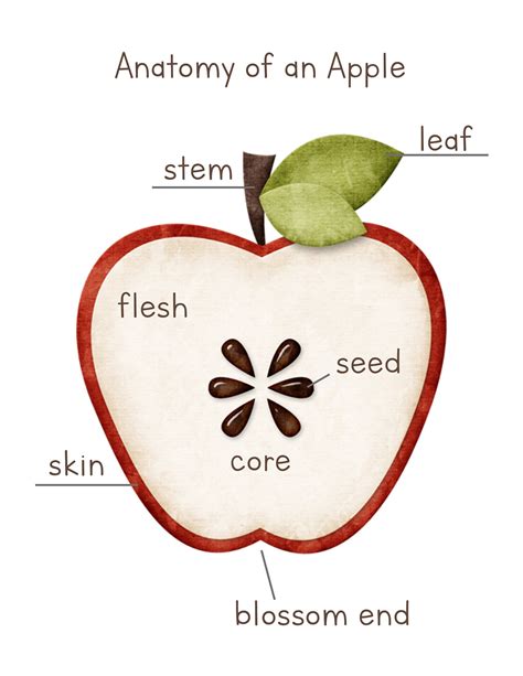 Apple Anatomy, Parts of an Apple Poster, Digital Print, INSTANT ...