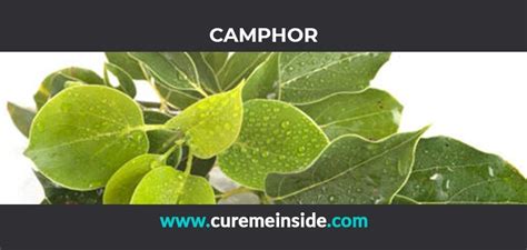 Camphor: Health Benefits, Side Effects, Uses, Dosage, Interactions - Cure Me