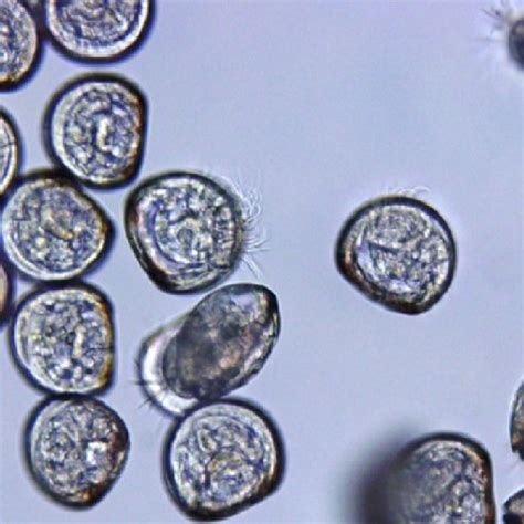 Mortality comparison of veliger larvae due to different oxidant ...