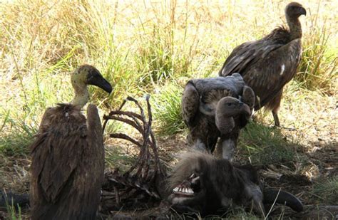 Vulture - Description, Habitat, Image, Diet, and Interesting Facts