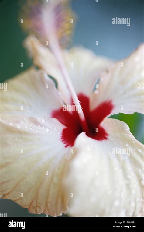 Fiji Islands, botanical, hibiscus blossom Stock Photo - Alamy