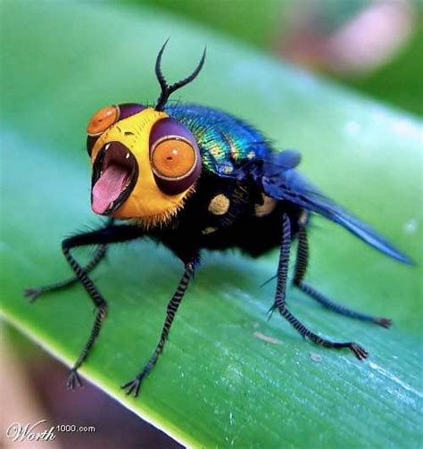 bizarre Don't you love the little tongue? | bug life | Insects, Animals ...